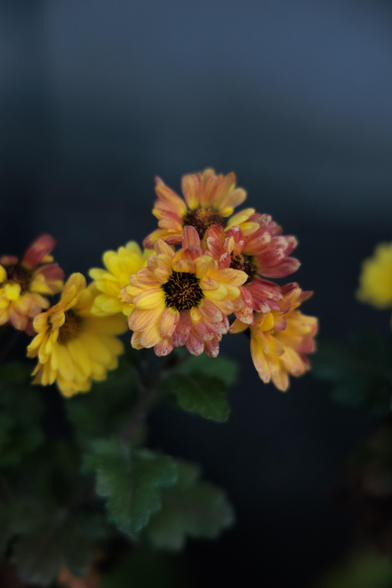 A cluster of vibrant yellow and orange flowers with dark centers, surrounded by green leaves, against a soft-focus background.