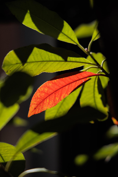 A vibrant red leaf stands out among green leaves, illuminated by sunlight against a dark background.