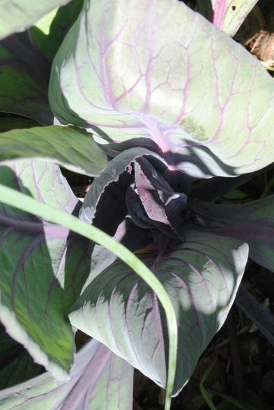 a young red cabbage plant seen closeup from above, its leaves in shades of pastel green and grey structured by purple veins. it is hit by sunlight from the left side of the image casting dramatic shadows. a single grass blade of grass crosses the lower left corner of the image