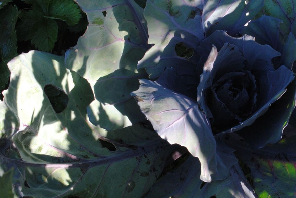 a closeup of a slightly slug eaten red cabbage plant in morning sun coming from the right, casting dramatic shadows. large leaves surround a tiny cabbage head, the whole plant is colored in shades of light blue, purple and pastel green. some strawberry leaves are peaking out from behind