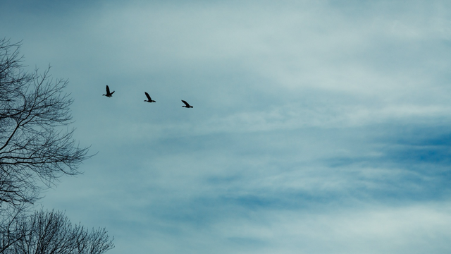 Photograph of geese flying across a cloudy blue sky, with bare tree branches visible along the left edge of the frame.