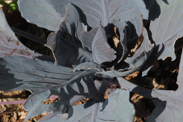 closeup of a red cabbage plant seen from above in bright direct sunlight, casting dramatic dark shadows. the cabbage head itself is tiny, but the leaves surrounding it are large, and a light purple-blue-grey color.