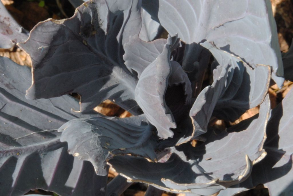 a slightly different view of the same situation as in the previous image