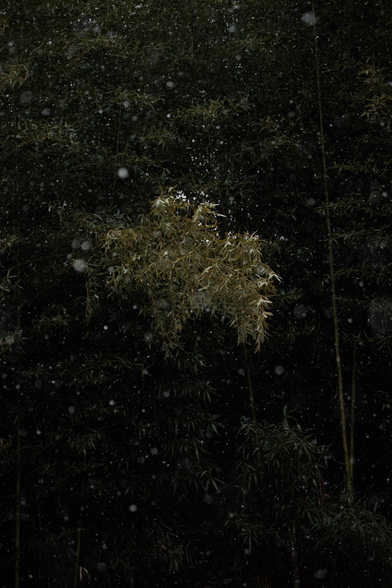 A close-up of bamboo leaves illuminated against a dark background, with soft snowflakes falling around them.