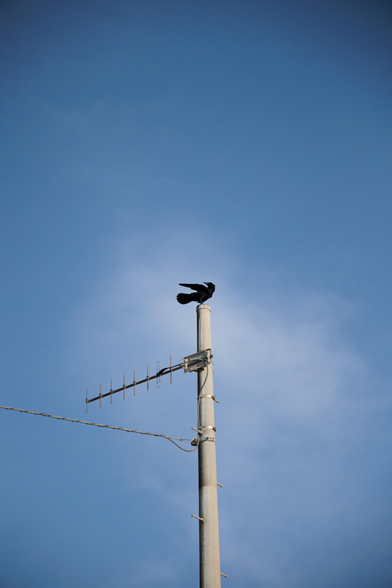 A black crow perches atop a tall, metal pole against a bright blue sky, with wispy clouds in the background.