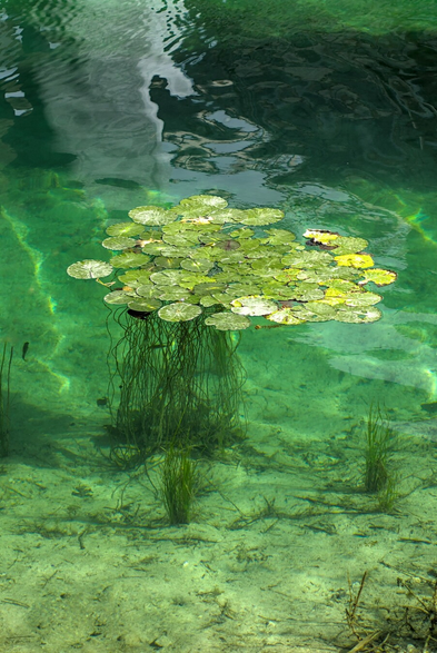 Das Foto zeigt ein klares, smaragdgrünes Gewässer. Im Zentrum wachsen Seerosen vom Grund aus nach oben, an deren Oberfläche sich zahlreiche runde, grüne Blätter ausbreiten. Sie liegen auf der Wasseroberfläche und bilden eine dichte Schicht. Das Licht, das sich im Wasser bricht, verleiht der Szene eine ganz eigene Atmosphäre. 
 -------- 
The photo shows clear, emerald green water. In the center, water lilies grow upward from the bottom, with numerous round, green leaves spreading across the surface. They lie on the water's surface and form a dense layer. The light refracting in the water gives the scene a unique atmosphere.