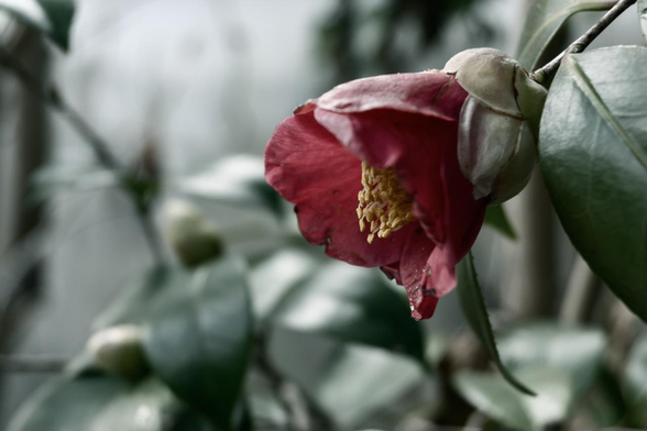 赤いラッパ状のツバキが一輪咲いている。花びらの汚れ具合から、咲いてしばらく経つ花のようだ。/ 2026.01.25 京都御苑・宗像神社から