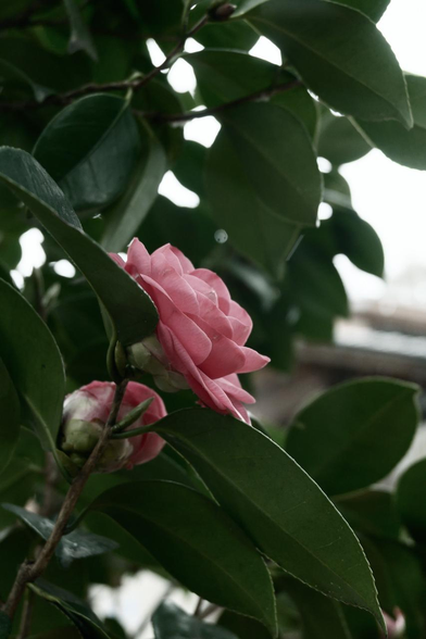 オトメツバキっぽい八重の赤いツバキが斜め向こうを向いて咲いている。/ 2026.01.25 京都御苑・中立売休憩所周辺から