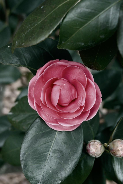 オトメツバキっぽい八重の赤いツバキを正面から。/ 2026.01.25 京都御苑・中立売休憩所周辺から