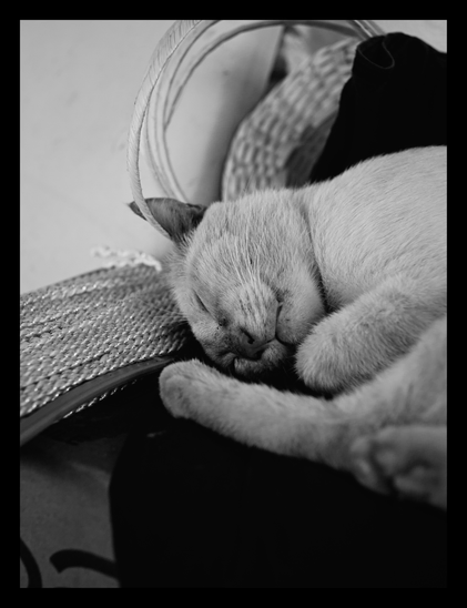 A black-and-white close-up photo of a light-colored cat sleeping peacefully. The cat is curled up with its eyes closed, resting its head on a dark surface next to a woven wicker basket. - Google Gemini 3 Pro Preview