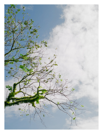 Tree branches reaching up into a bright sky. The tree is positioned on the left side of the frame, with its dark, gnarled limbs extending toward the right. The thicker branches appear covered in small ferns, while sparse, bright green leaves dot the canopy. The thinner twigs at the extremities are mostly bare and delicate. The background features a soft blue sky filled with large, wispy white clouds. - Google Gemini 3 Pro Preview