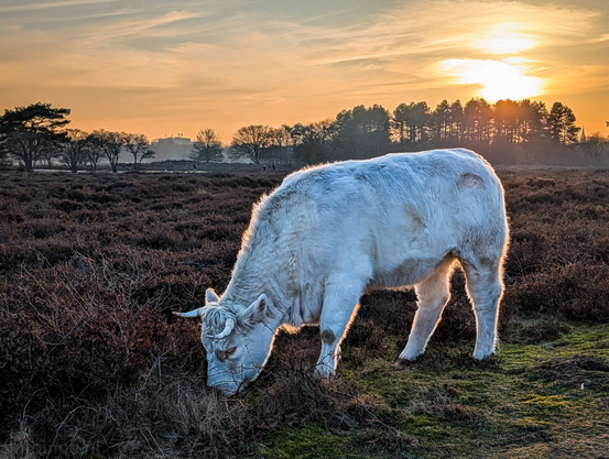 A Charolais cow dominates the foreground. It is captured in profile, grazing on the sparse vegetation. The low sun highlights the texture of its creamy-white coat. The sky transitions from a soft orange and pink near the horizon to a clear, pale blue at the top.