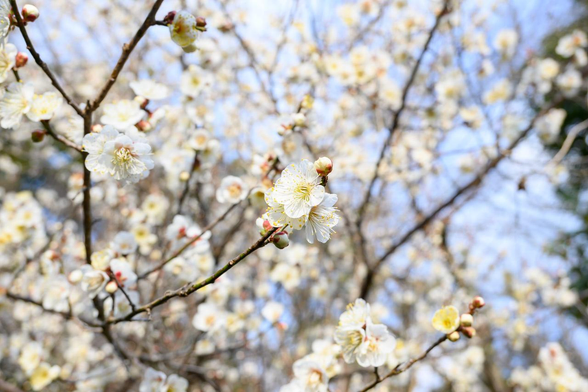 青空を背景にほぼ満開の白梅。/ 2026.01.24 京都御苑・宗像神社から
