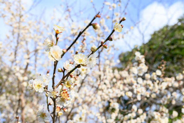 青空を背景にほぼ満開の白梅。/ 2026.01.24 京都御苑・宗像神社から