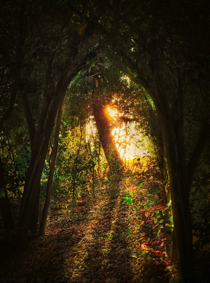 A photo of a dense forest path bathed in warm, golden sunlight. There are tall dark trees with thick trunks and dense foliage which frame the scene, creating a natural archway. The forest floor is covered in a mix of brown leaves and green undergrowth. Sunlight filters through the leaves, casting dappled light and shadow patterns on the ground.