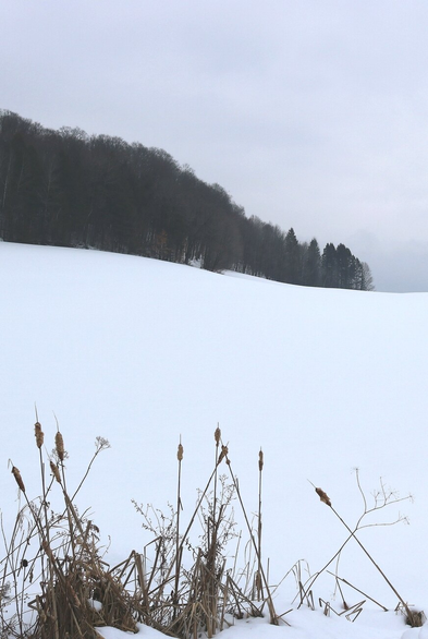 A minimalist photograph of a winter landscape, showing dead and yellowing cattails at the bottom of the image, bordering a field completely covered in thick, smooth, white snow that extends behind it to the middle of the image. A forest edge arrives like a wave from the left on the horizon, where the field and sky meet. Above, the sky displays a gradient of gray, with some shades of green and pink.

Photographie minimaliste d'un paysage hivernal, montrant des quenouilles mortes et jaunies dans le bas de la photo, en bordure d'un champ complètement recouvert d'une neige épaisse, lisse et blanche qui s'étend derrière jusqu'au milieu de la photo. Une lisière de forêt arrive comme une vague de la gauche à l'horizon, où le champ et le ciel se rencontrent. Au-dessus, le ciel présente un dégradé de gris, avec quelques nuances de vert et de rose.