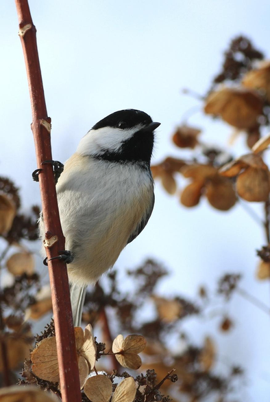 Close-up photograph of a black-capped chickadee perched on a red hydrangea stem, with dried brown hydrangea flowers and blue sky in the background.

Photographie en gros plan d'une mésange à tête noire perchée sur une tige rouge d'hydrangée, avec des fleurs séchées brunes d'hydrangée et le ciel bleu en arrière-plan.