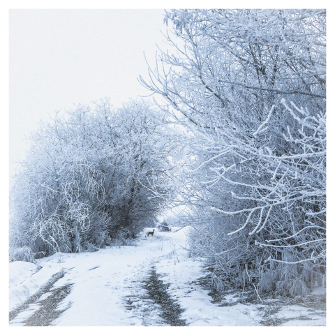Quadratisch.
Ein Feldweg, der an Feldraine vorbeiführt. Schnee, vereist, somnenloser Schneehimmel.
Entfernt auf dem Weg ein Reh, das in unsere Richtung schaut.