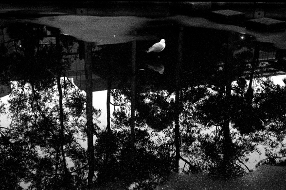 Black and white film photo of a gull in a pond in Sydney. 