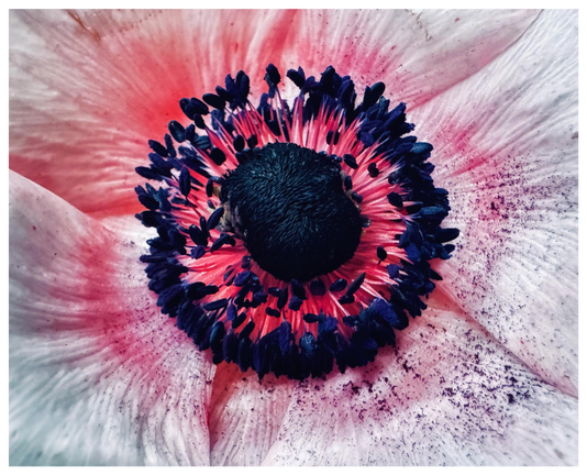 A macro close-up of the middle of a flower. The middle looks like a black hairy ball surrounded by bright pink little stems that end in little black balls, the stamin. The petals are white on the ends but much more pink illuminating the middle. The flower petals have a black dust on them that has been scattered from the stamin. The hundreds of pink and black stamin make it look like a little universe of its own 