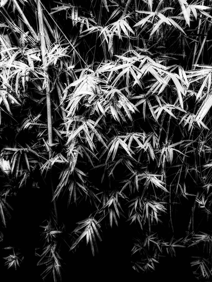 A black and white photo showing a cropped view of a thicket of leafy bamboo.