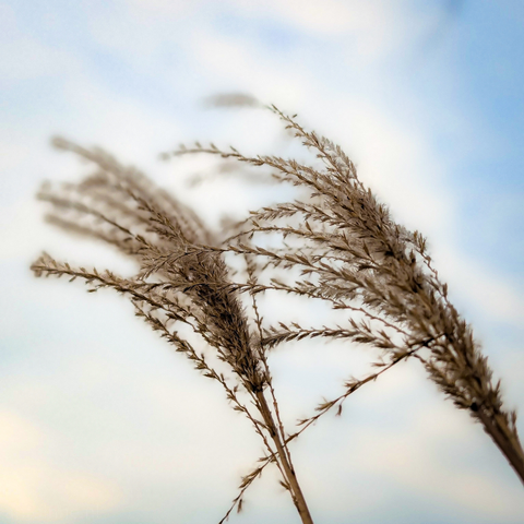 A close-up, low-angle shot of dried ornamental grass swaying against a soft, wintry sky.

Two main stalks of grass rise from the bottom, fanning out into delicate, feathery seed heads. The focus is sharpest on the central seed heads, revealing tiny individual husks and fine hairs that catch the light.

The background is a soft blend of pale blue and hazy white clouds. The high-key lighting creates a "glow" around the edges of the grass, giving it a translucent quality.
