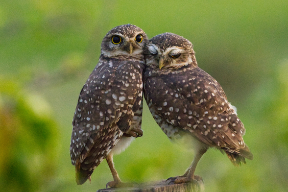 Zwei Kaninchenkäuze (Athene cunicularia) stehen frontal voreinander auf einem Pfahl. Der linke Vogel hat ein Bein angezogen und schaut den Betrachter an. Der rechte schmiegt sich an ihn und hat die Augen halb geschlossen.
Der Kauz erreicht eine Körpergröße von 19 bis 26 Zentimetern und ein Gewicht von zirka 140 bis 200 Gramm. Er kommt innerhalb seines Verbreitungsgebietes in einer starken Farbvarianz vor. So sind die Tiere im Süden Südamerikas, in Florida und auf Haiti dunkel- bis schokoladenbraun und kräftig weiß gefleckt und gebändert. In den Halbwüsten, etwa im brasilianischen Inland, sind die Tiere sandgelb und in Waldgebieten häufig blaßbraun mit orangefarbigen Flecken.