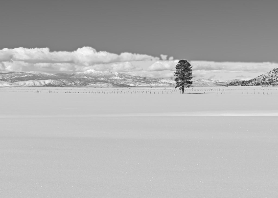 A black and white landscape photo of a lone conifer tree in a snowy field. The snow is freshly fallen and there are no footprints. There's the hint of a fence line near the tree and in the distance. In the distant background are snow covered mountains and low clouds. The sky above the clouds is clear. 