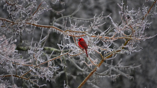 Red cardinal on a frozen tree Ranch