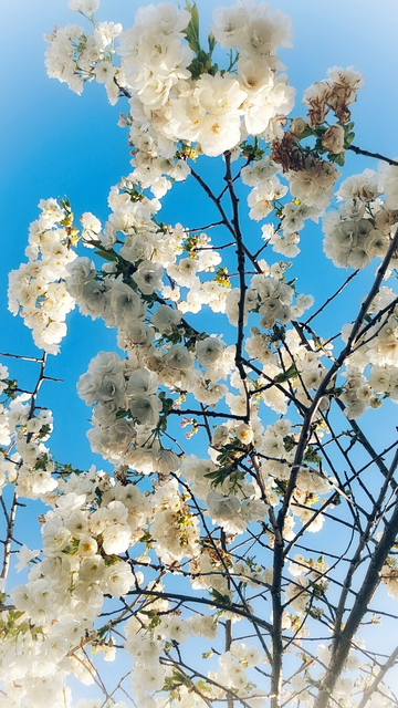 A low-angle shot looking up into the branches of a flowering tree, likely an ornamental cherry blossom. The dark, thin branches crisscross against a vivid, clear bright blue sky. The branches are laden with thick, dense clusters of white, double-petalled flowers. Some of the flowers on the far right show signs of turning brown and wilting, but the majority are fresh and bright, catching the sunlight.