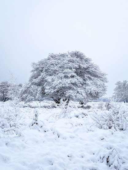 A winter landscape dominated by a large, spreading tree heavily blanketed in fresh snow. The scene is almost monochromatic, creating a sense of quiet and stillness.

The ground is covered in deep, uneven snow. Smaller bushes and shrubs are visible in the mid-ground, also laden with snow, creating a textured white-on-white effect.