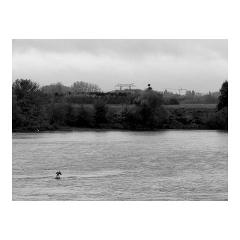 Cormorant taking flight from the river. (Version françæ) Cormoran prenant saon envol dal rivière.