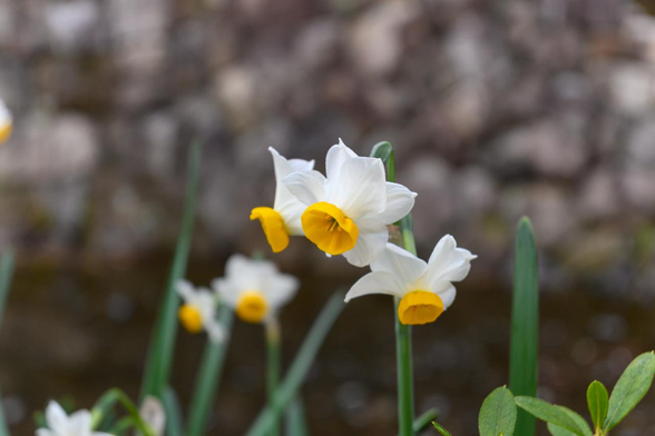 高瀬川のほとりで咲いているスイセン。/ 2026.01.24 木屋町御池から