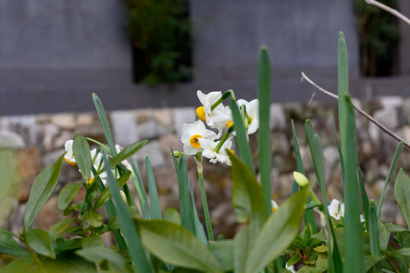 高瀬川の方向を向いて咲いて後ろ姿を晒しているスイセン。/ 2026.01.24 木屋町御池から