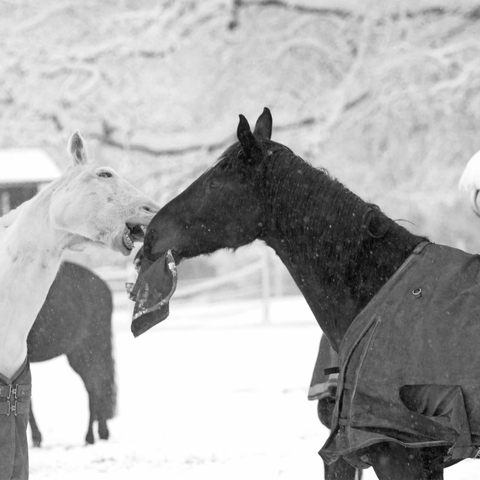 One horse with a piece of his blanket in his mouth giving it to another horse to play with.