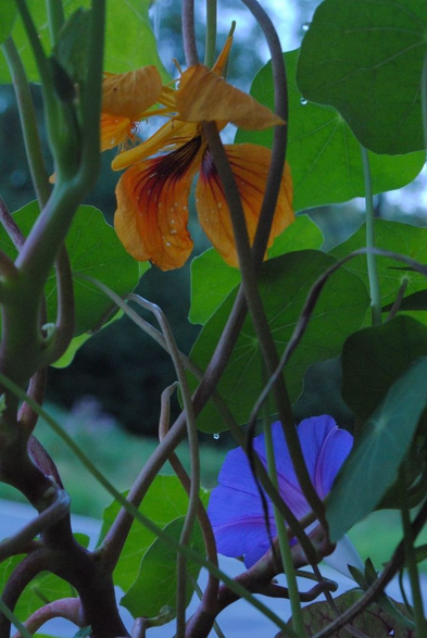 a similar flower, maybe even the same, seen in the same light but zoomed out more, and also showing an intensely blue morning glory flower near by. they are both mostly lit from behind further intensifying their colors. the overall effect is one of a rather dark but richly saturated blue-green image, with the yellow nasturtium standing out.