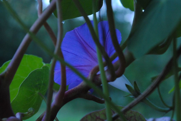 a closeup of just the morning glory from the previous image, seen through the stems of the nasturtium plant, glowing purple-blue among a sea of blueish gray greens