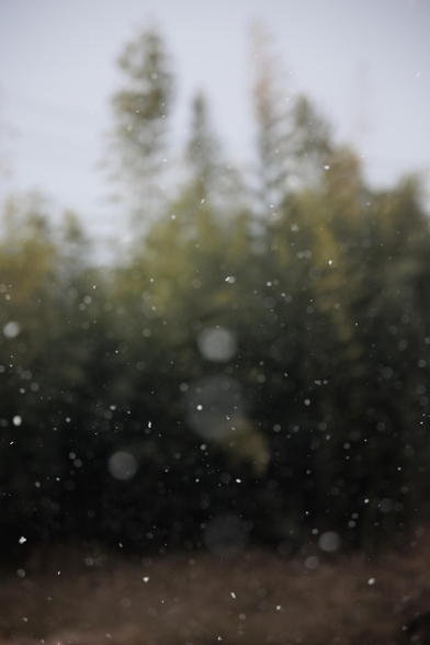 Snowflakes gently fall against a blurred backdrop of a green bamboo grove.