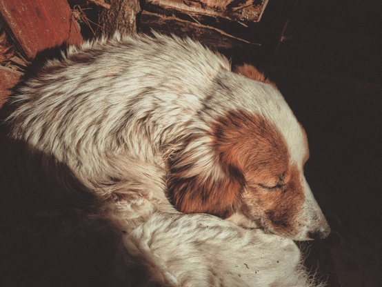My secret dog shadow enjoying the warm rays of sunshine on a mild winter day.