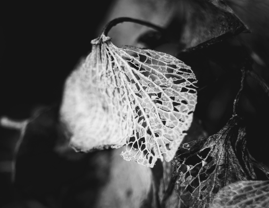 A leaf half eaten by time.