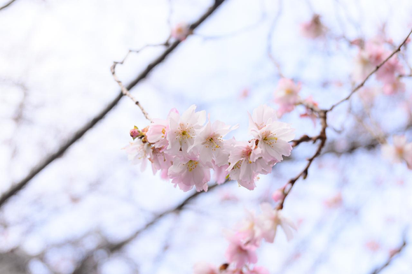 御池通柳馬場角の御池桜は早咲きの桜ということで、1月に入ってからきれいに咲きだしている。/ 2026.01.25 御池通から