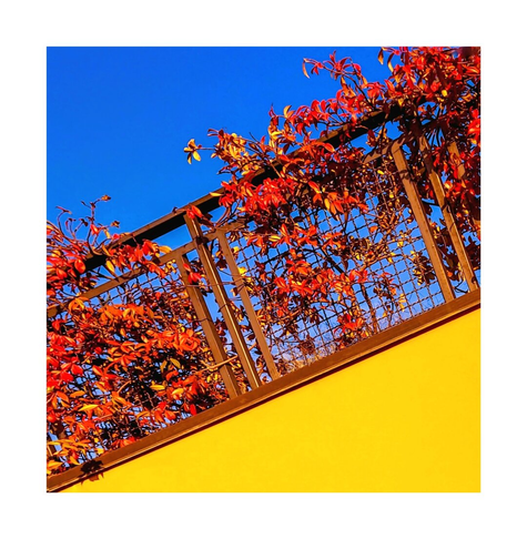 A low-angle photo which has vibrant  red autumn foliage climbing a metal trellis attached to a brightly colored wall against a clear blue sky. The trellis sits on a bright yellow wall.