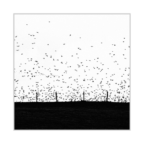Square black-and-white photograph. A dark, nearly featureless band of ground fills the lower third, forming a flat horizon line across the image. Several fence posts and thin wire lines stand along the horizon, silhouetted against a bright, almost white sky. Hundreds of small birds appear as scattered black shapes in flight, densest near the horizon and thinning upward into the open sky.

For the nitpickers: yes, there’s still a bit of grey in the picture. :-)