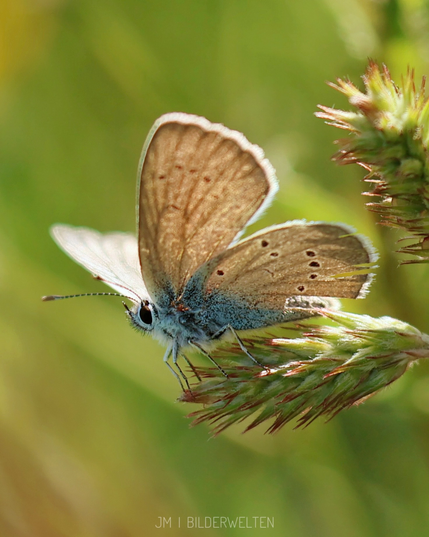 Ein Nahaufnahmebild eines kleinen blauen Schmetterlings, der auf einer grünen Pflanze sitzt. Man sieht ihn von der Seite, der Kopf ist gut zu erkennen. Der Schmetterling zeigt weiche braune Flügel mit einem Hauch von blauen und schwarzen Flecken, während der Hintergrund unscharf ist, was die empfindlichen Details des Schmetterlings unterstreicht. A close-up image of a butterfly perched on a green plant. The butterfly displays soft brown wings with a hint of blue and black spots, while the background is out of focus, emphasizing the delicate details of the butterfly.