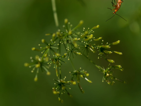 Vor grün gemauscheltem Hintergrund der noch grüne Samenstand der wilden Möhre. Oben rechts lugt ein mittelbraunes Insekt ins Bild. Es hat die Schärfeebene gut erwischt.