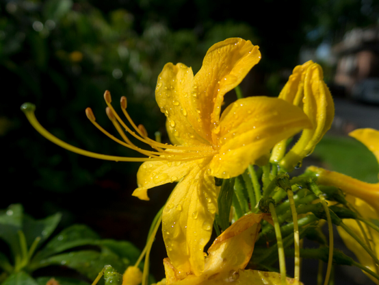 Photo of a bright yellow azalea, facing left, with drops of water on its petals. It has very long stamens.