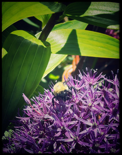 A color photo taken very close-up of a bee that is looking into the camera. It is sitting on a round flower that is made up of lots of little purple flowers. The bottom of the photo going diagonally left shows the flower and the bee is on top. Above that is a large stem with big green leaves casting shadows on each each other