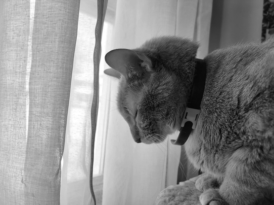 Black and white close-up photo of a cat named Finn, facing a window, wearing a collar. Finn mostly in profile, with his head turned down towards the window with his eyes closed. He is seated on a cat tree, beside a window with sheer curtains. The curtains are slightly opened, revealing the brightness of daylight.