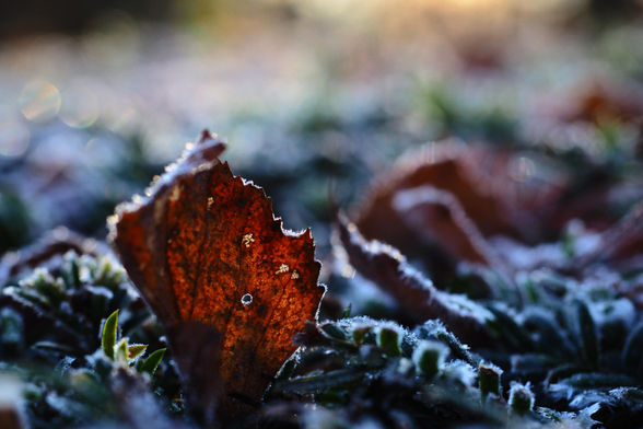 Ein verwelktes braun-rotes Blatt am Boden, Frost überzieht die Kanten und die Gräser mit einem weißen Schimmer, etwas Licht bringt das Blatt zum Leuchten. Der Fokus liegt auf dem Vordergrund, der Rest des Bildes ist unscharf.

A withered brown-red leaf on the ground, frost covering the edges and grasses with a white glimmer, a little light making the leaf glow. The focus is on the foreground, the rest of the image is blurred.