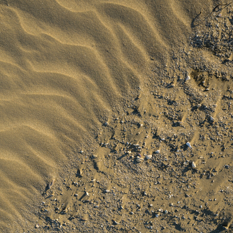 Photograph looking down at a small section of sandy beach. The top-left half is smooth gently undulating waves. The bottom-right is rough and random, with broken white shells protruding here and there.